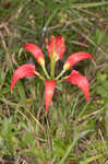 Pine lily